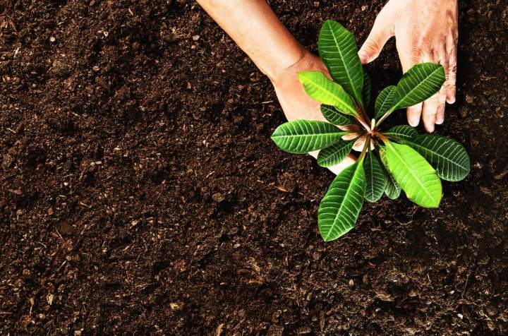 Petites plantations dans votre jardin Colmar